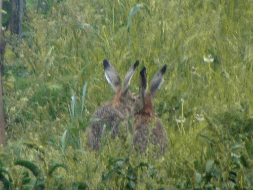 osterhasen