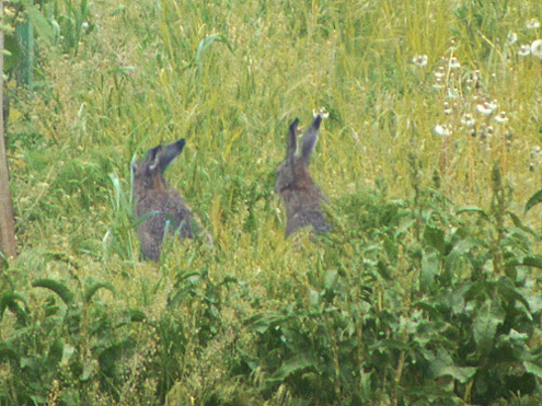 osterhasen