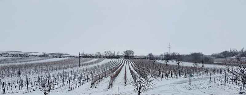 weinberg im winter