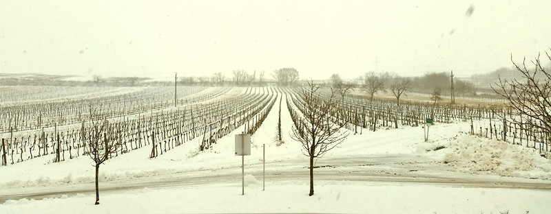 schnee im weinberg