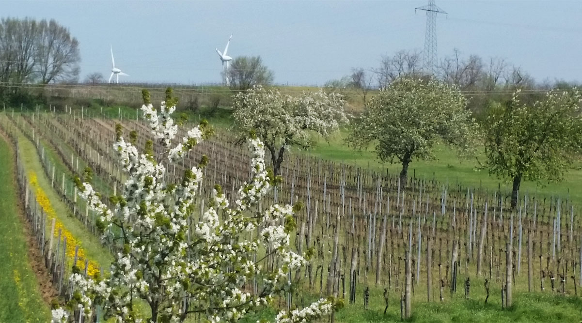 hintaus im weinberg